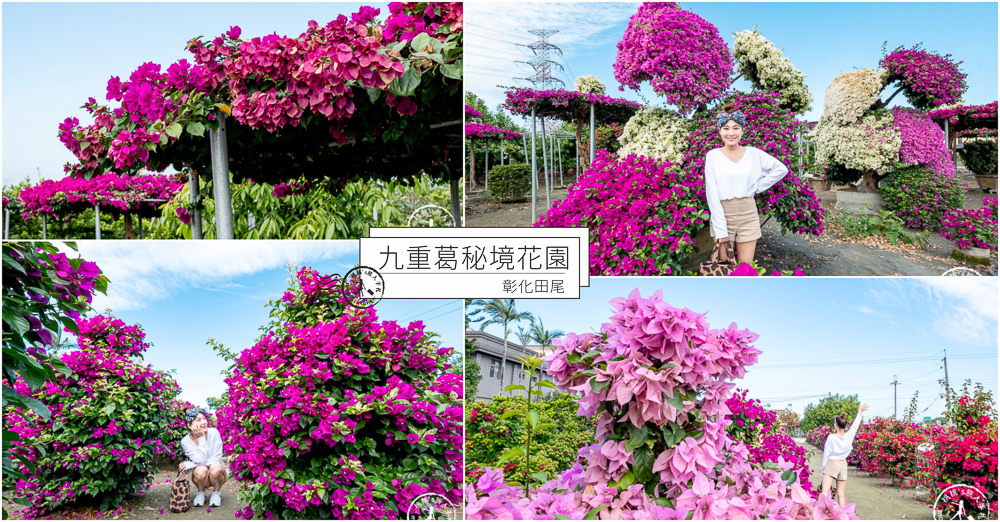 彰化田尾景點》九重葛秘境花園│令人驚豔的花之涼亭與企鵝軍團．交通地址．園區參觀介紹