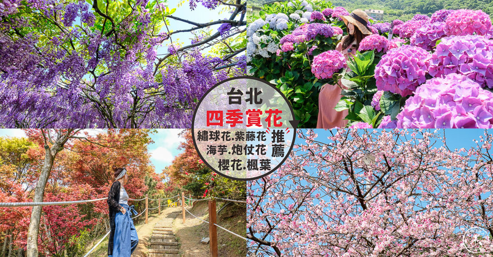 台北小旅行》賞花一日遊│四季賞花.炮仗花.櫻花.繡球花.海芋.紫藤花.楓葉.景點.春夏秋冬各自美麗