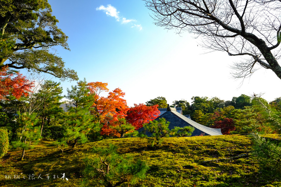 京都景點》金閣寺賞楓 | 交通方式、票價資訊分享