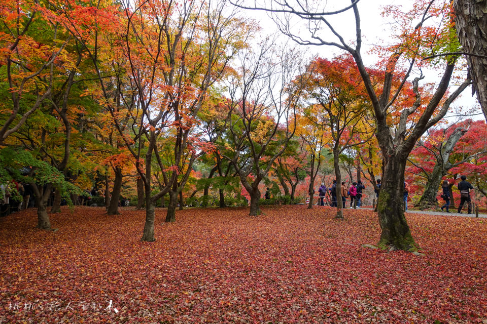 京都賞楓》東福寺楓葉美景│隱藏版紅葉景點 遙望通天橋