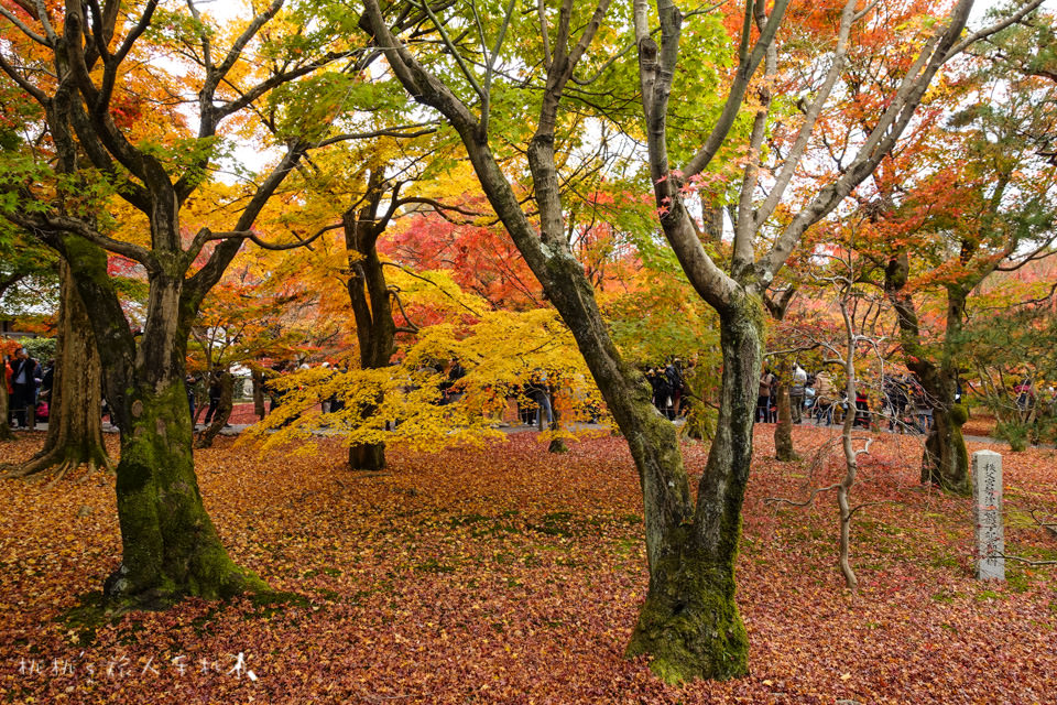 京都賞楓》東福寺楓葉美景│隱藏版紅葉景點 遙望通天橋