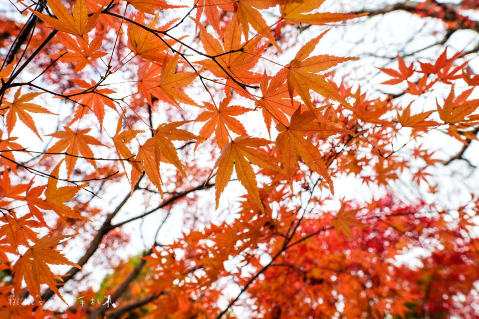 京都賞楓》東福寺楓葉美景│隱藏版紅葉景點 遙望通天橋