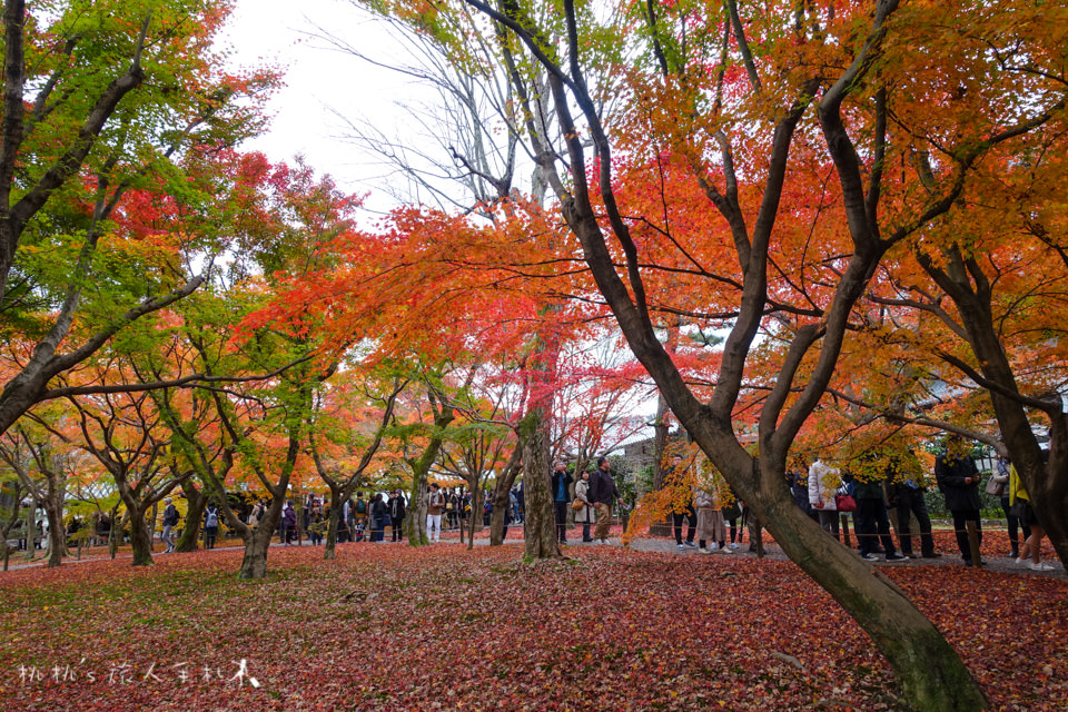 京都賞楓》東福寺楓葉美景│隱藏版紅葉景點 遙望通天橋