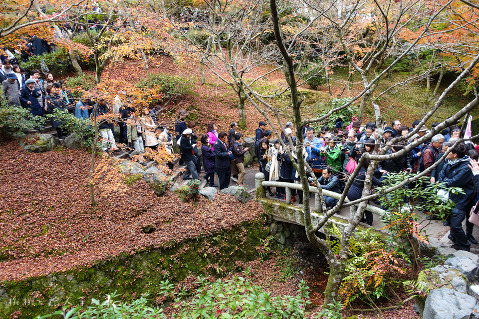 京都賞楓》東福寺楓葉美景│隱藏版紅葉景點 遙望通天橋