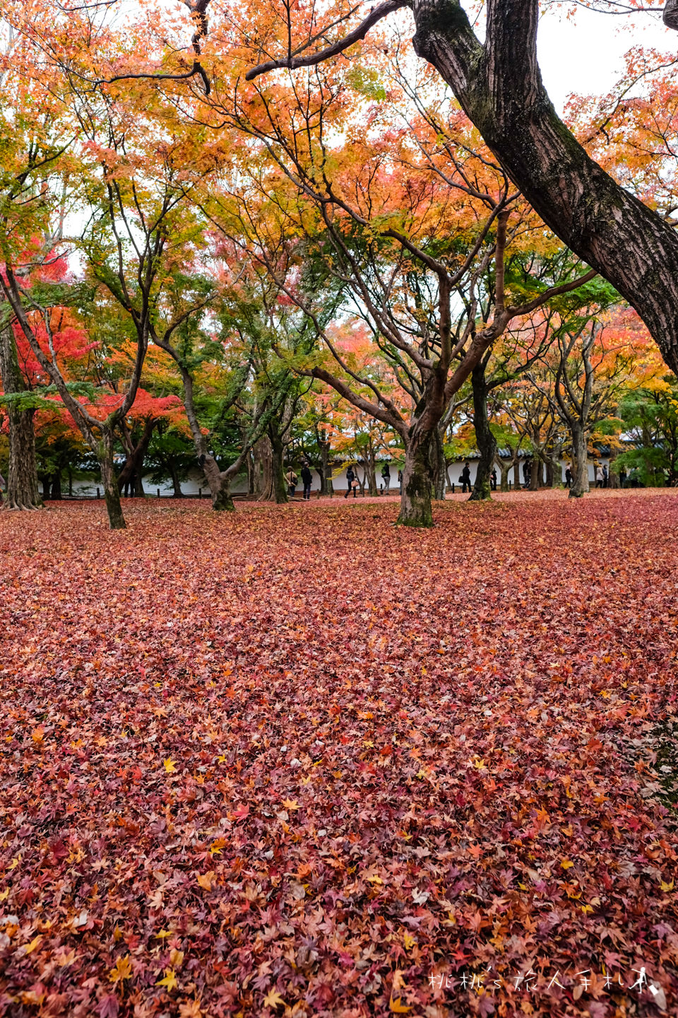 京都賞楓》東福寺楓葉美景│隱藏版紅葉景點 遙望通天橋