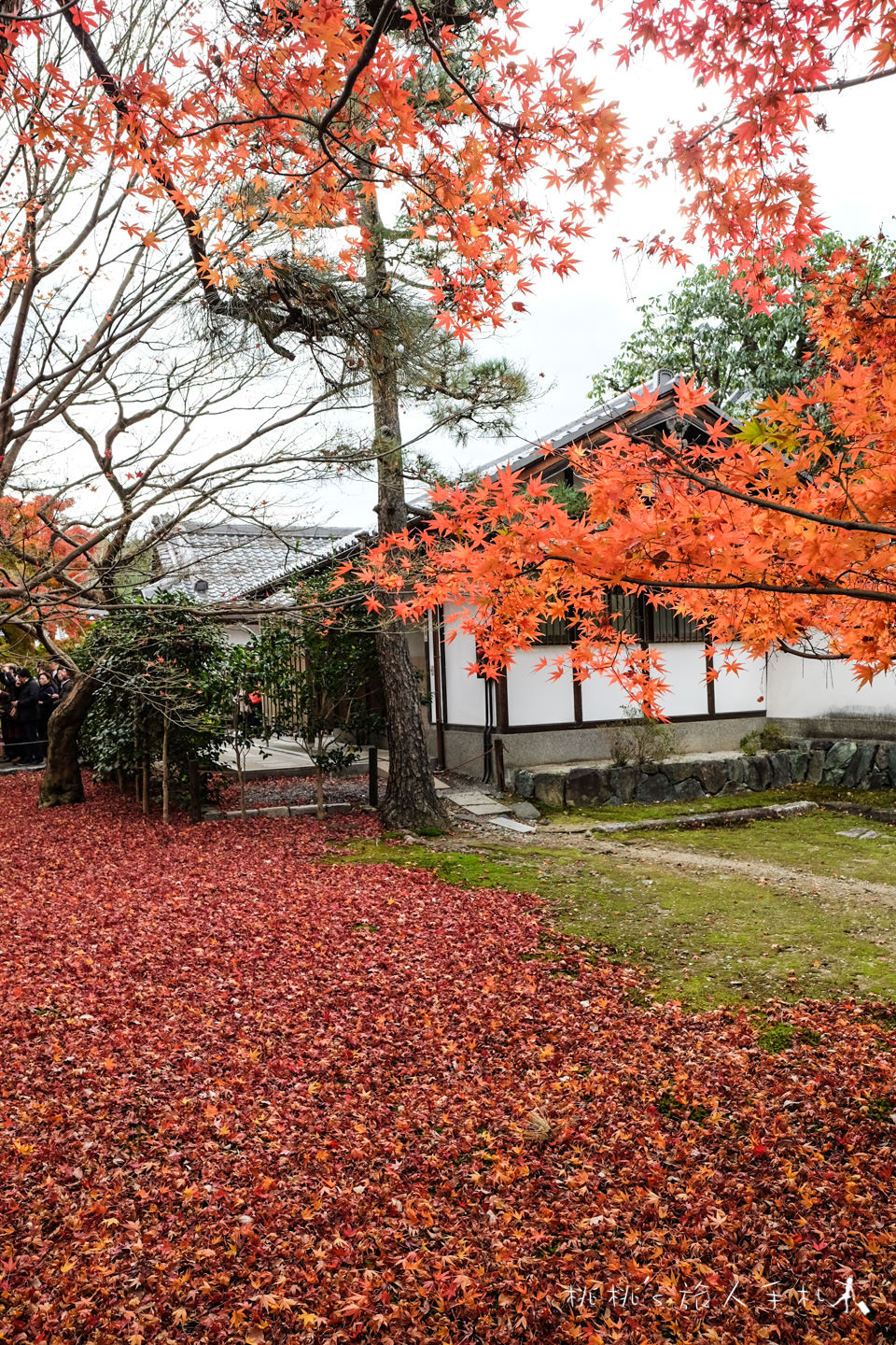 京都賞楓》東福寺楓葉美景│隱藏版紅葉景點 遙望通天橋