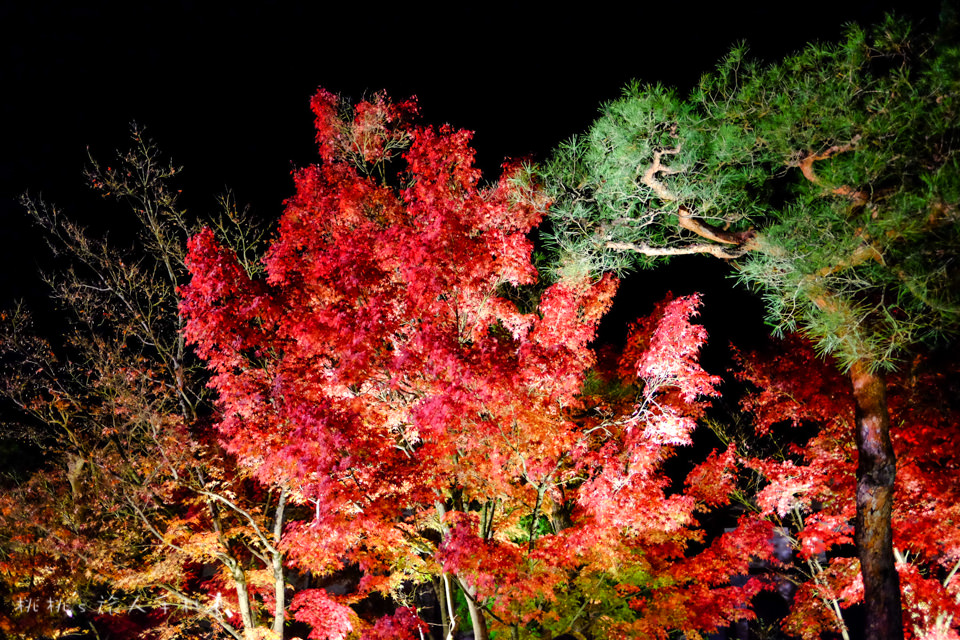 京都賞楓》永觀堂夜楓│賞楓不是白天的專利，紅葉夜晚也美麗