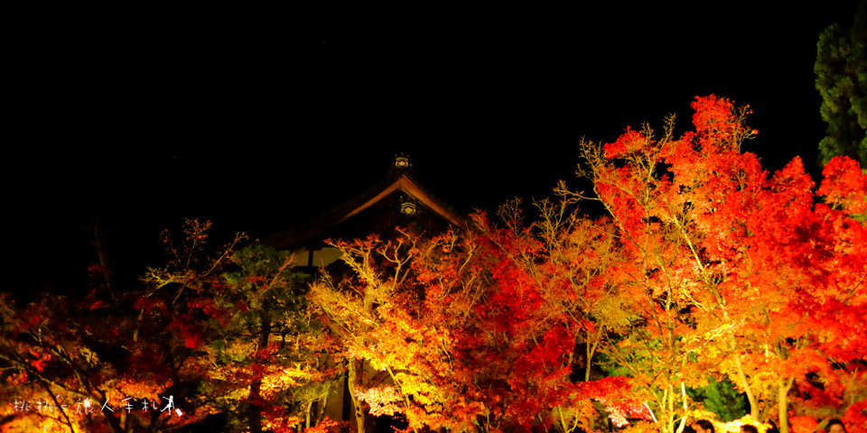 京都賞楓》永觀堂夜楓│賞楓不是白天的專利，紅葉夜晚也美麗