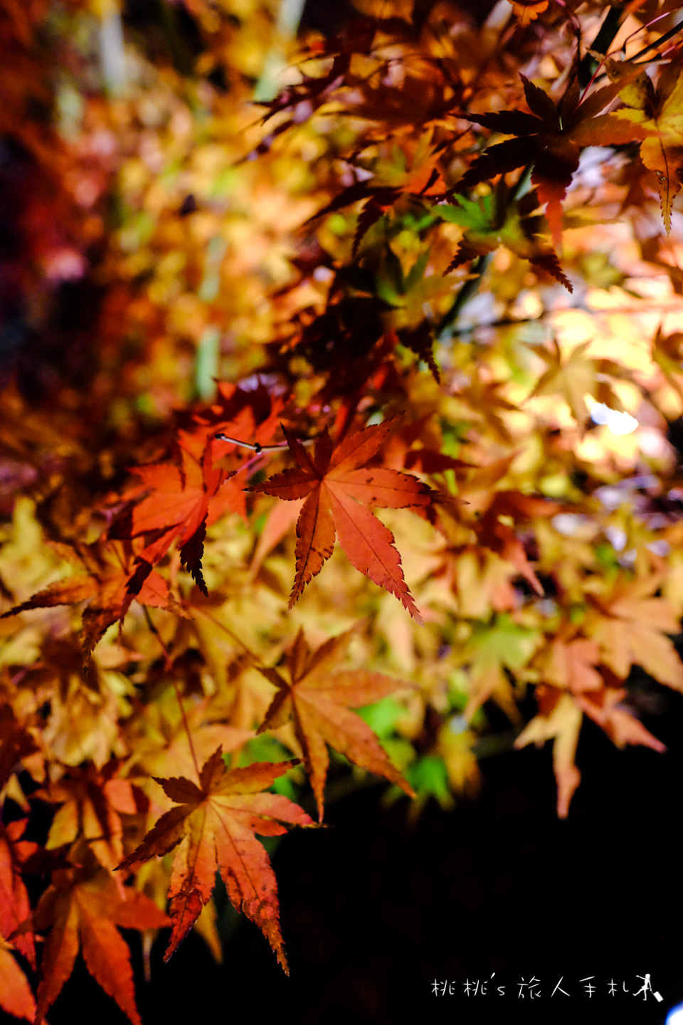 京都賞楓》永觀堂夜楓│賞楓不是白天的專利，紅葉夜晚也美麗