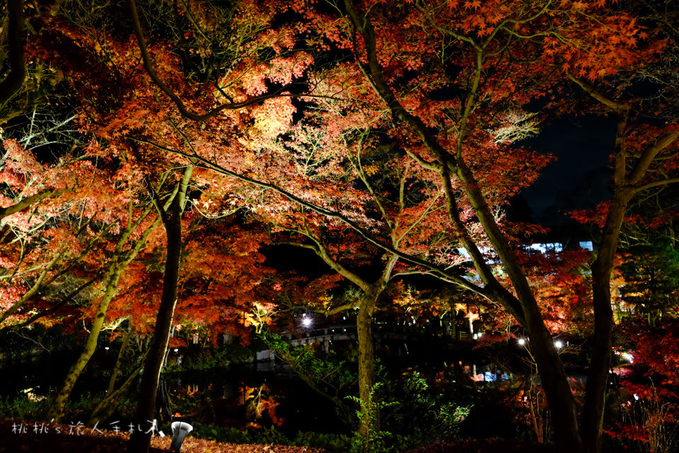 京都賞楓》永觀堂夜楓│賞楓不是白天的專利，紅葉夜晚也美麗