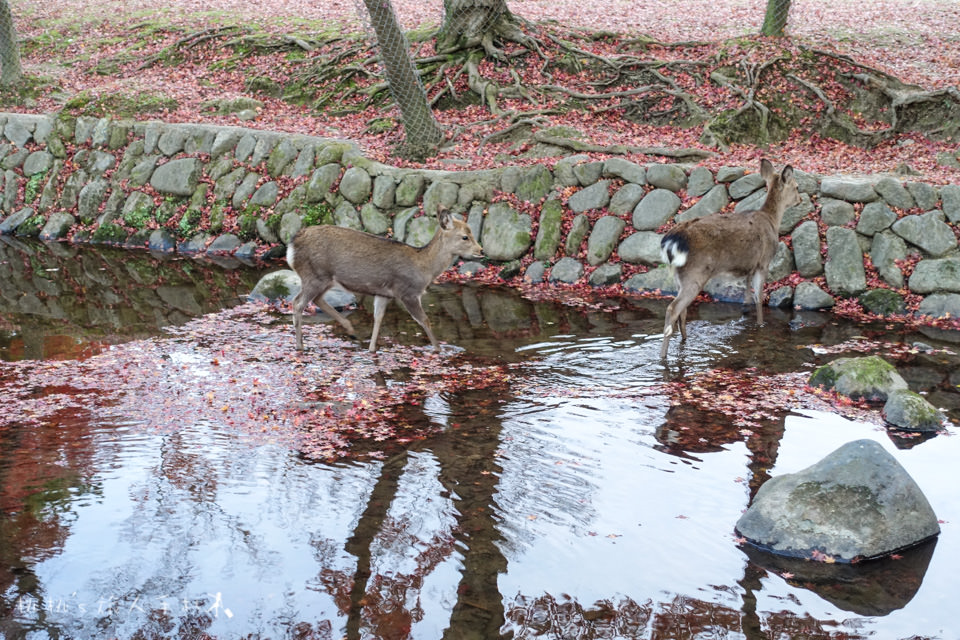 奈良景點》奈良公園尋找小鹿│餵小鹿吃鹿仙貝還可以賞楓！