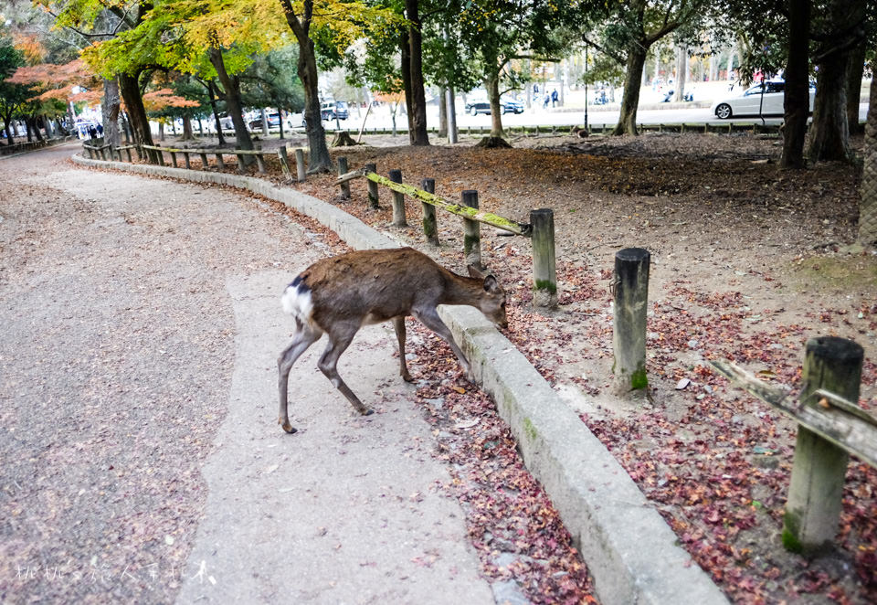 奈良景點》奈良公園尋找小鹿│餵小鹿吃鹿仙貝還可以賞楓！