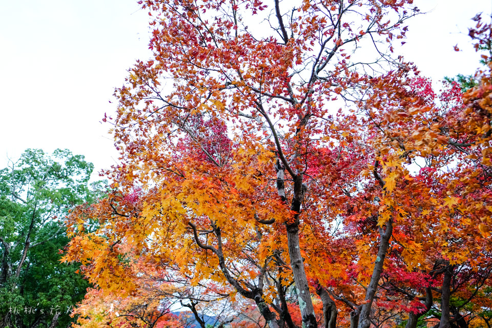 奈良景點》奈良公園尋找小鹿│餵小鹿吃鹿仙貝還可以賞楓！