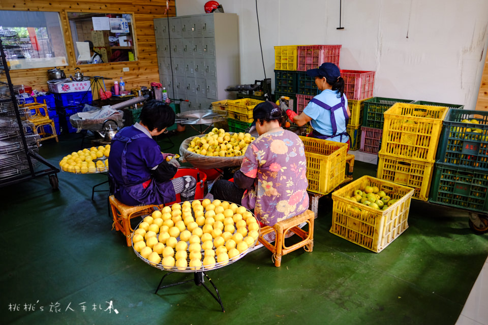 觀光工場推薦》新竹新埔金漢柿餅教育農園│曬柿餅季節又到了，快來吃柿子吧！