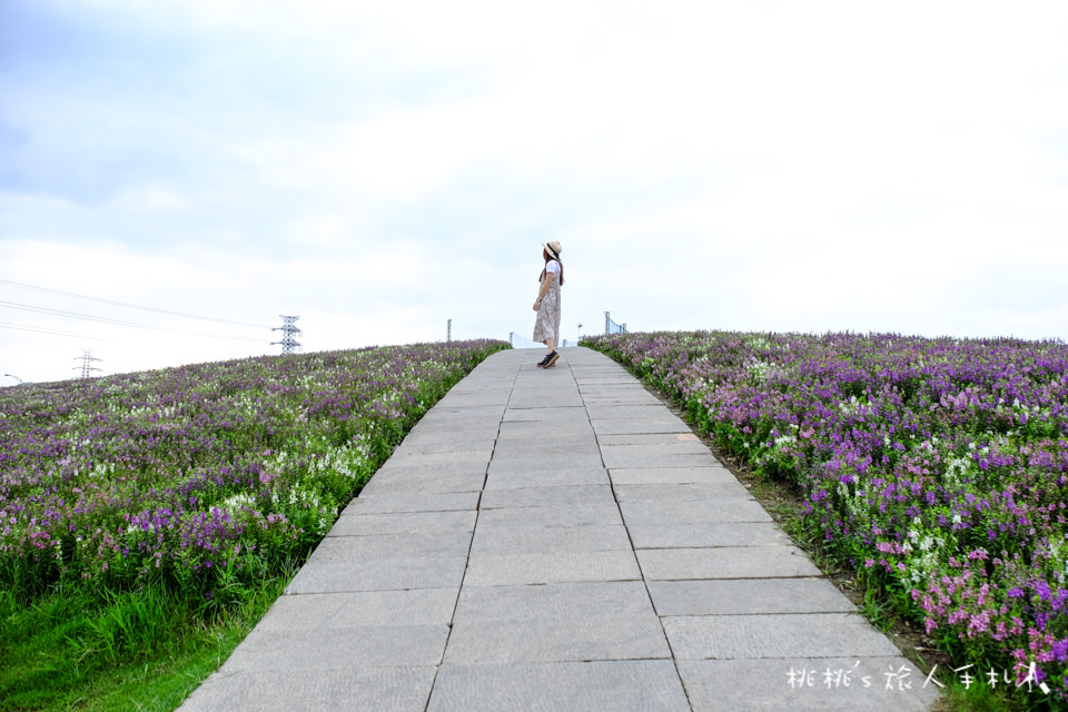 IG打卡祕境》驚艷關渡花現新大地 2017關渡花海節│一望無際花海山丘原來在這裡！