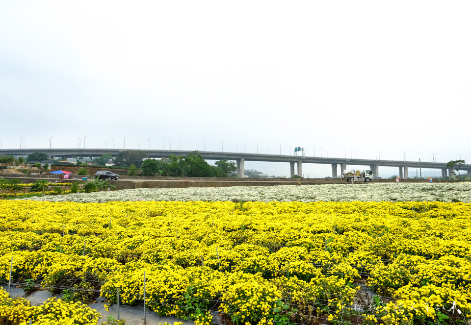 IG打卡景點》2017苗栗銅鑼杭菊芋頭節│花況大好!把握花期快來賞花海 (11/18最新花況)