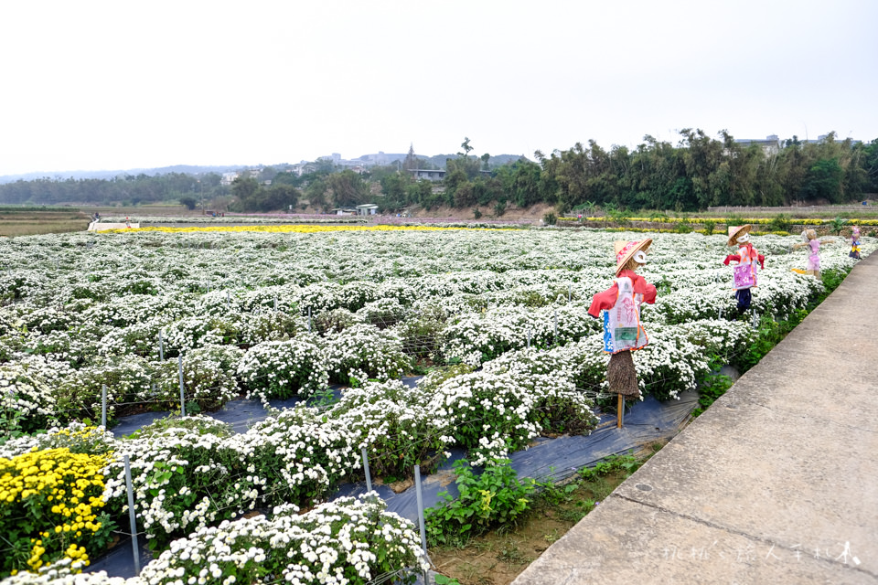 IG打卡景點》2017苗栗銅鑼杭菊芋頭節│花況大好!把握花期快來賞花海 (11/18最新花況)