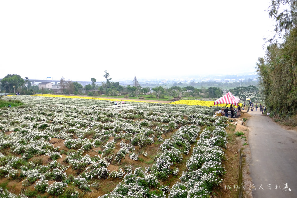 IG打卡景點》2017苗栗銅鑼杭菊芋頭節│花況大好!把握花期快來賞花海 (11/18最新花況)