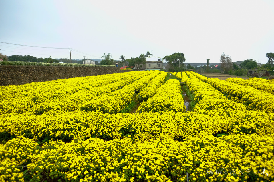 IG打卡景點》2017苗栗銅鑼杭菊芋頭節│花況大好!把握花期快來賞花海 (11/18最新花況)