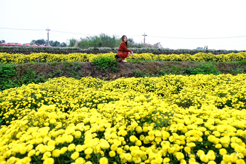 IG打卡景點》2017苗栗銅鑼杭菊芋頭節│花況大好!把握花期快來賞花海 (11/18最新花況)