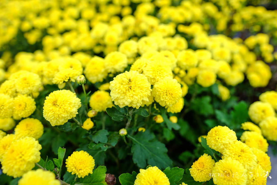 IG打卡景點》2017苗栗銅鑼杭菊芋頭節│花況大好!把握花期快來賞花海 (11/18最新花況)