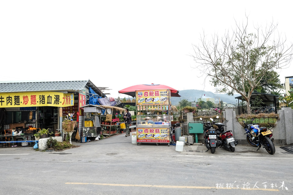 落羽松秘境》台中后里泰安國小 後方隱藏落羽松祕境森林