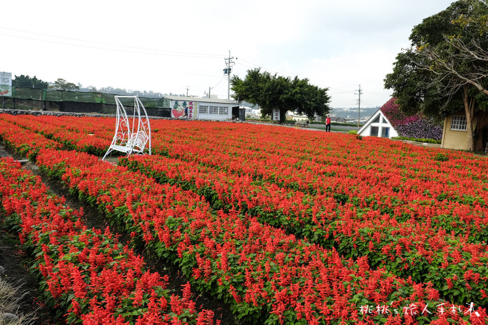 中社觀光花市》鬱金香花海 台中花毯節附近景點這裡最強