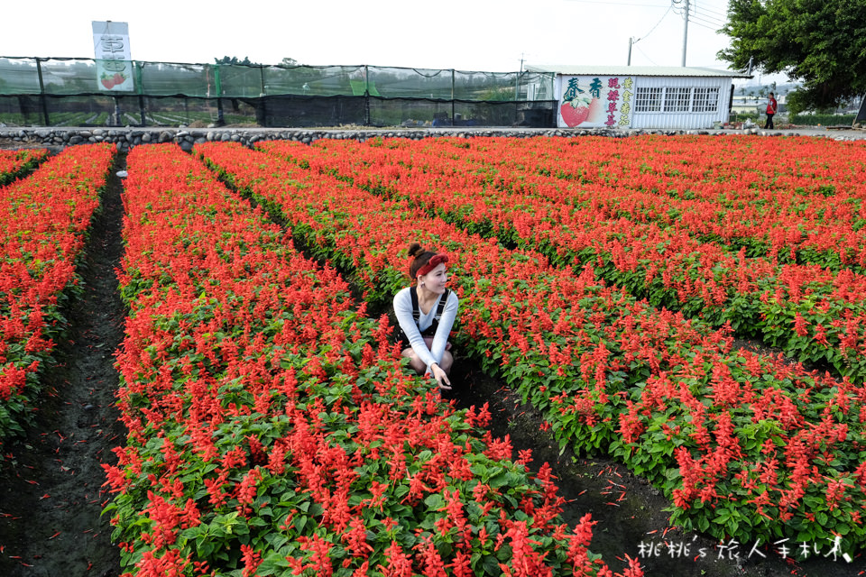 中社觀光花市》鬱金香花海 台中花毯節附近景點這裡最強