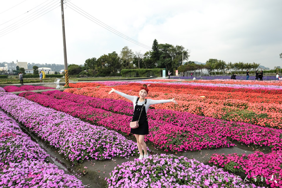 中社觀光花市》鬱金香花海 台中花毯節附近景點這裡最強