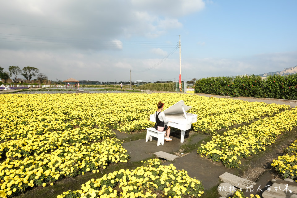 中社觀光花市》鬱金香花海 台中花毯節附近景點這裡最強