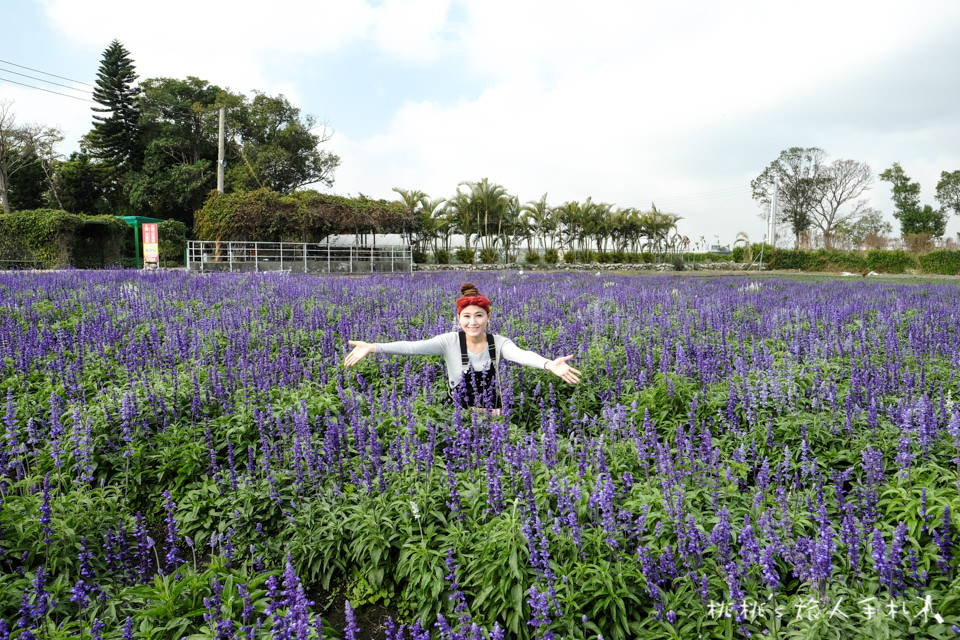 中社觀光花市》鬱金香花海 台中花毯節附近景點這裡最強