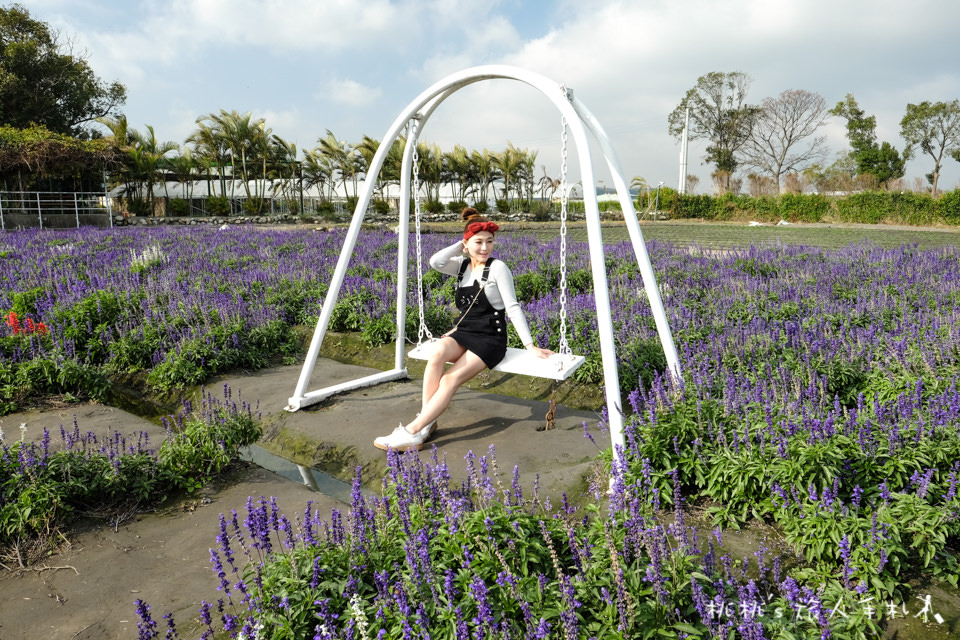 中社觀光花市》鬱金香花海 台中花毯節附近景點這裡最強