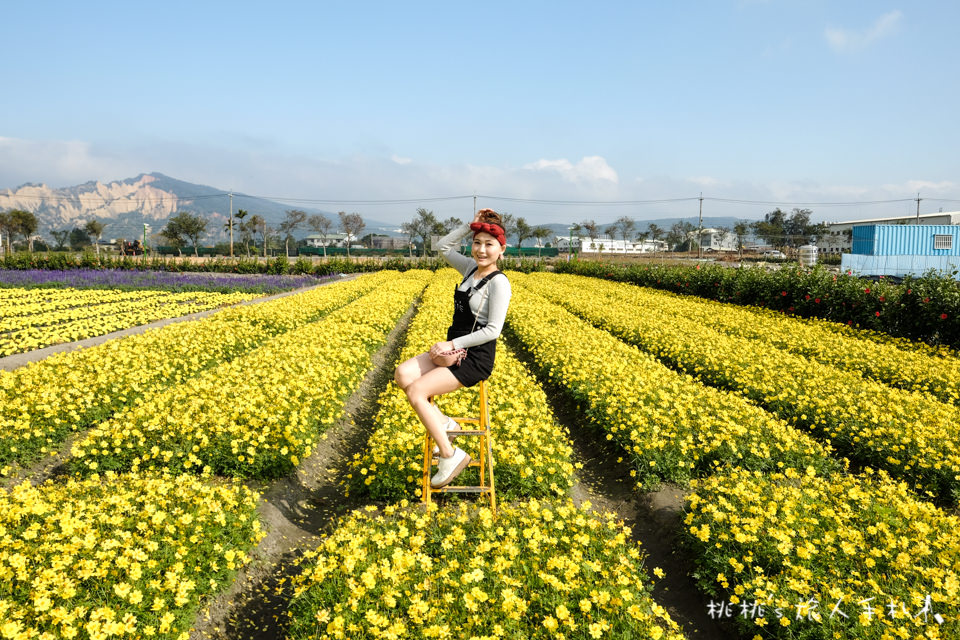 中社觀光花市》鬱金香花海 台中花毯節附近景點這裡最強