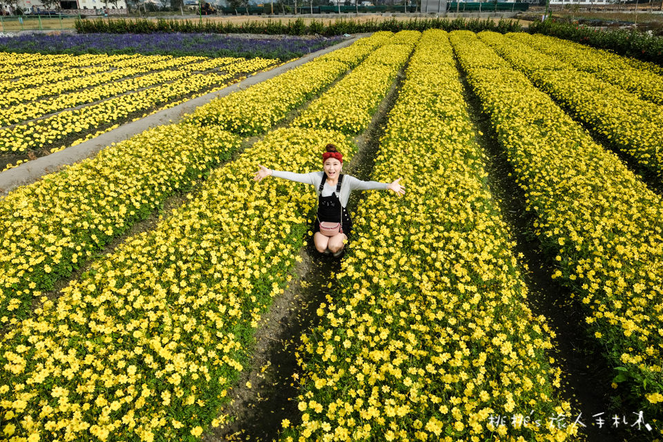 中社觀光花市》鬱金香花海 台中花毯節附近景點這裡最強