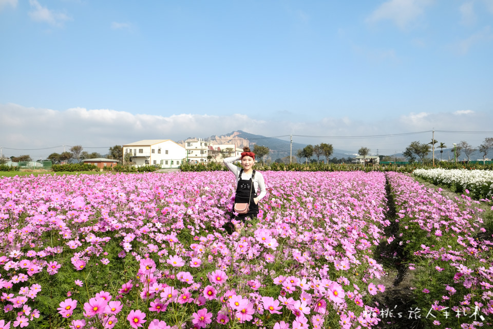 中社觀光花市》鬱金香花海 台中花毯節附近景點這裡最強