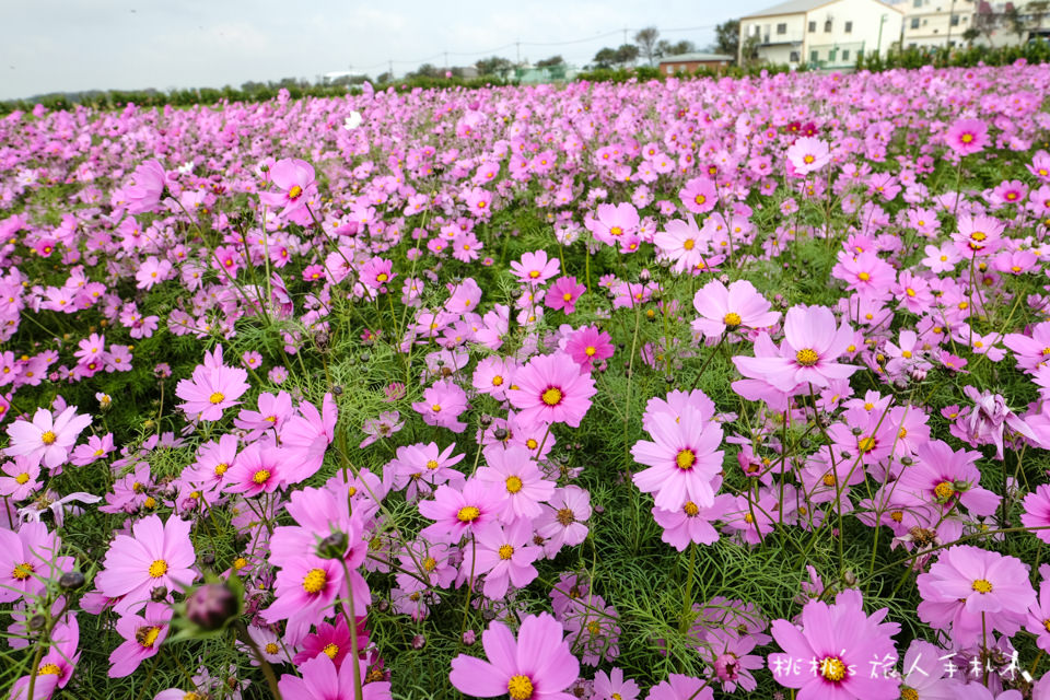 中社觀光花市》鬱金香花海 台中花毯節附近景點這裡最強