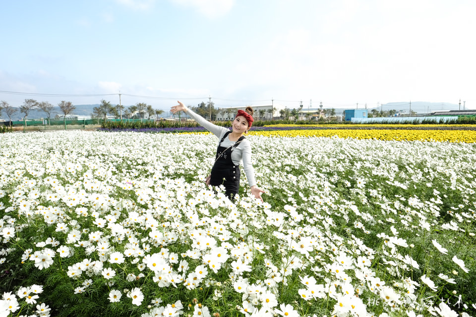 中社觀光花市》鬱金香花海 台中花毯節附近景點這裡最強