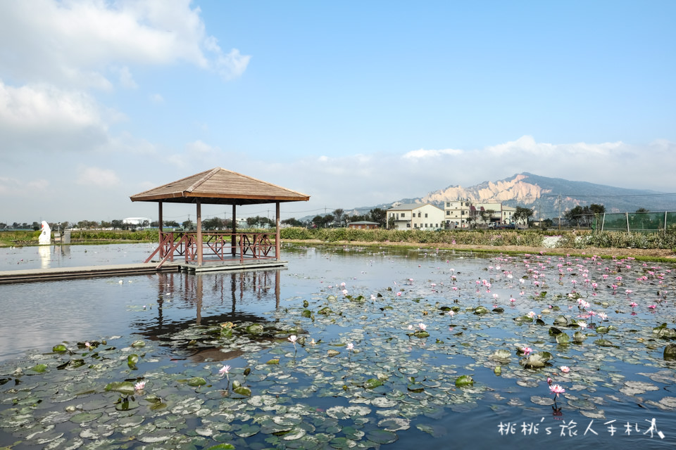 中社觀光花市》鬱金香花海 台中花毯節附近景點這裡最強
