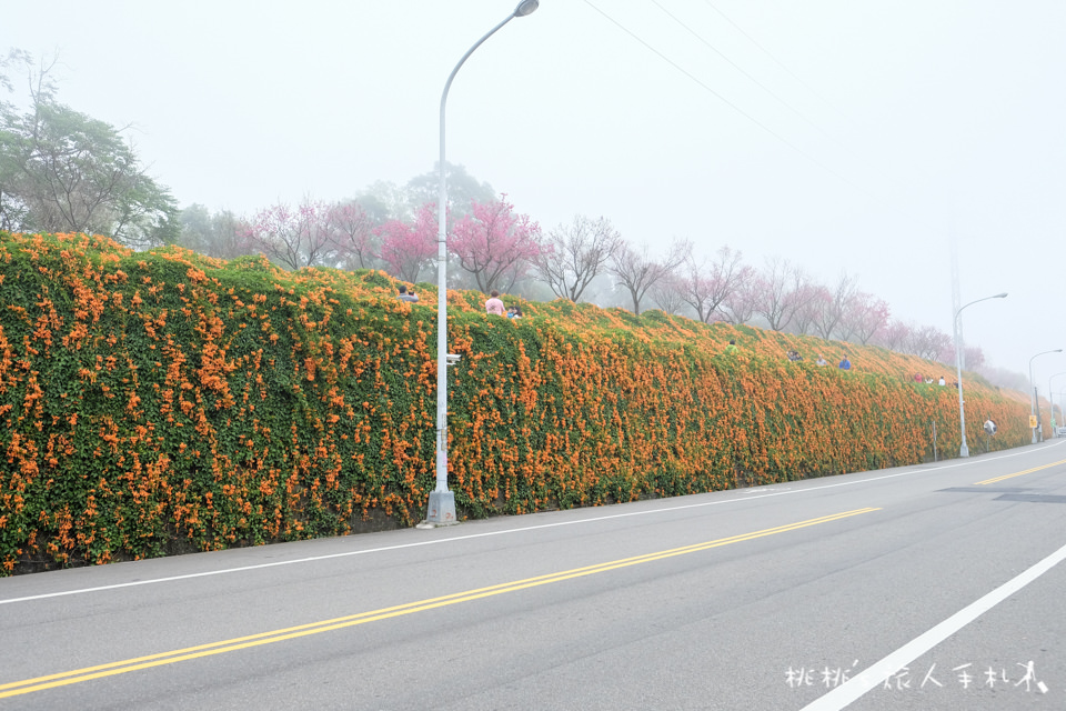 苗栗景點》銅鑼炮仗花海公園&櫻花隧道│環保公園2018最新花況