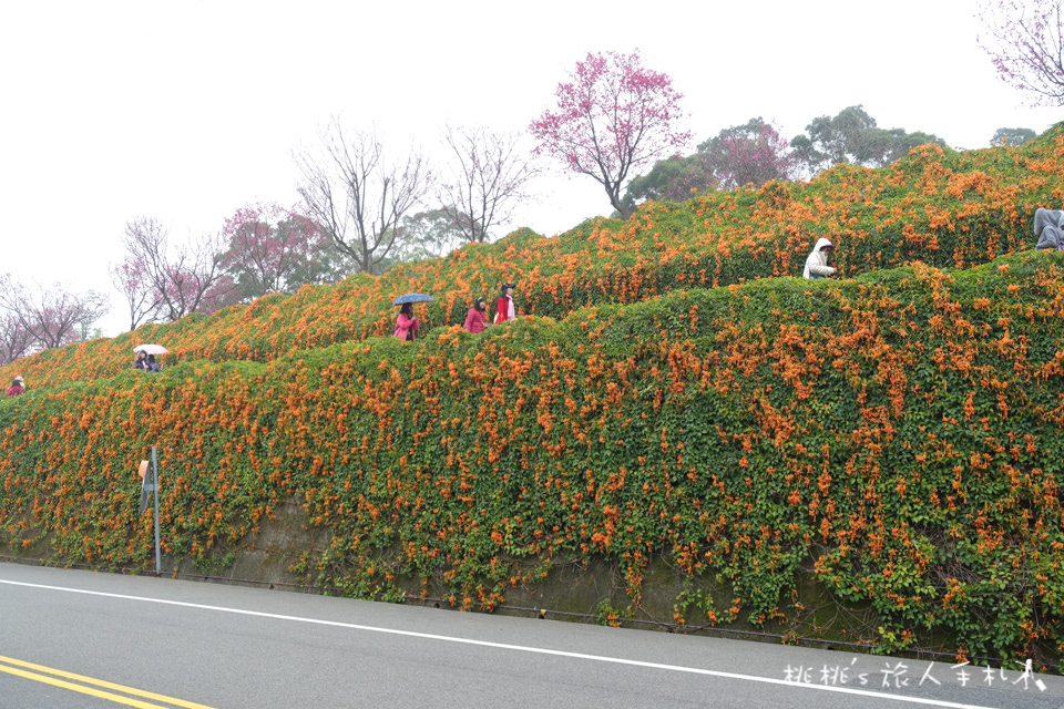 苗栗景點》銅鑼炮仗花海公園&櫻花隧道│環保公園2018最新花況