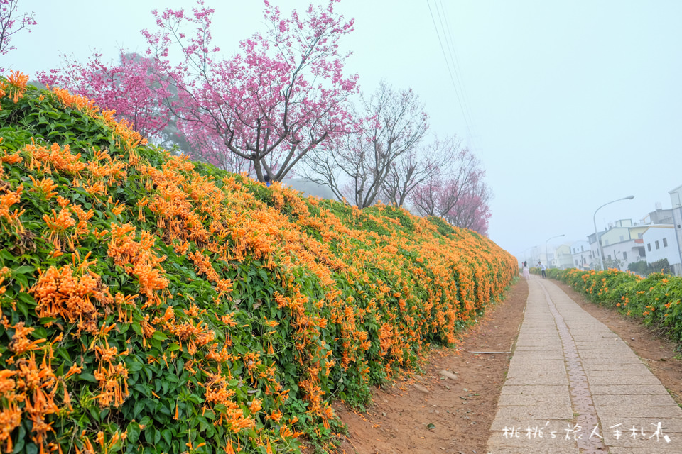 苗栗景點》銅鑼炮仗花海公園&櫻花隧道│環保公園2018最新花況