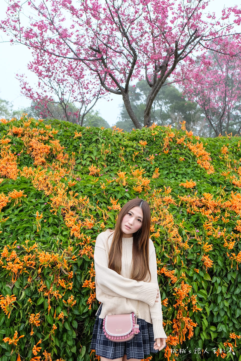 苗栗景點》銅鑼炮仗花海公園&櫻花隧道│環保公園2018最新花況