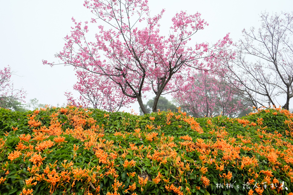 苗栗景點》銅鑼炮仗花海公園&櫻花隧道│環保公園2018最新花況