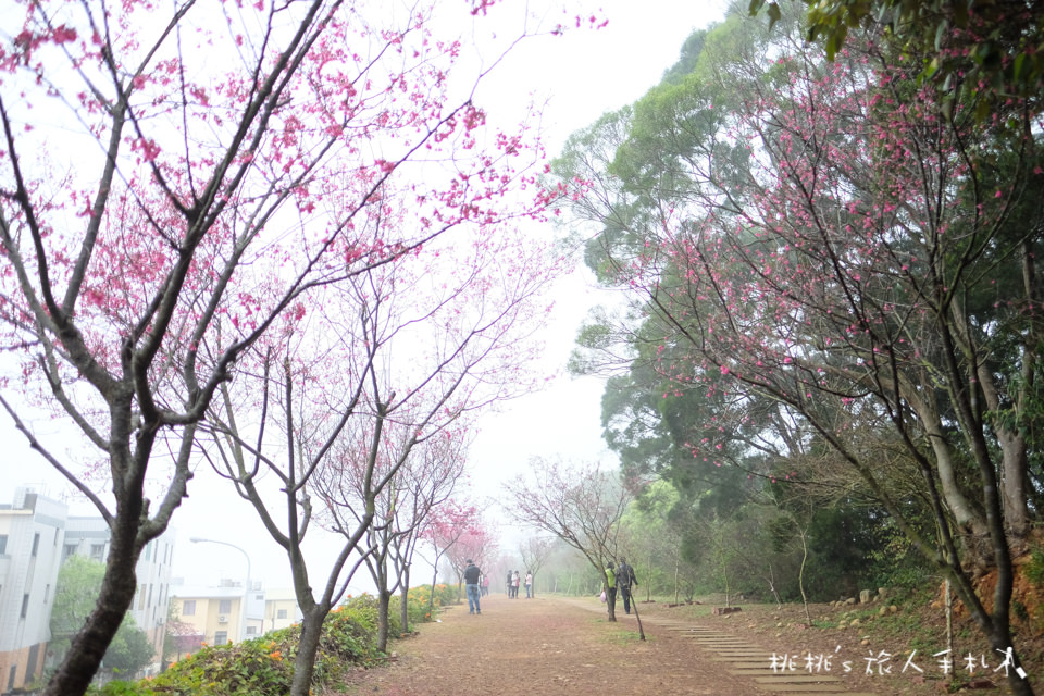 苗栗景點》銅鑼炮仗花海公園&櫻花隧道│環保公園2018最新花況