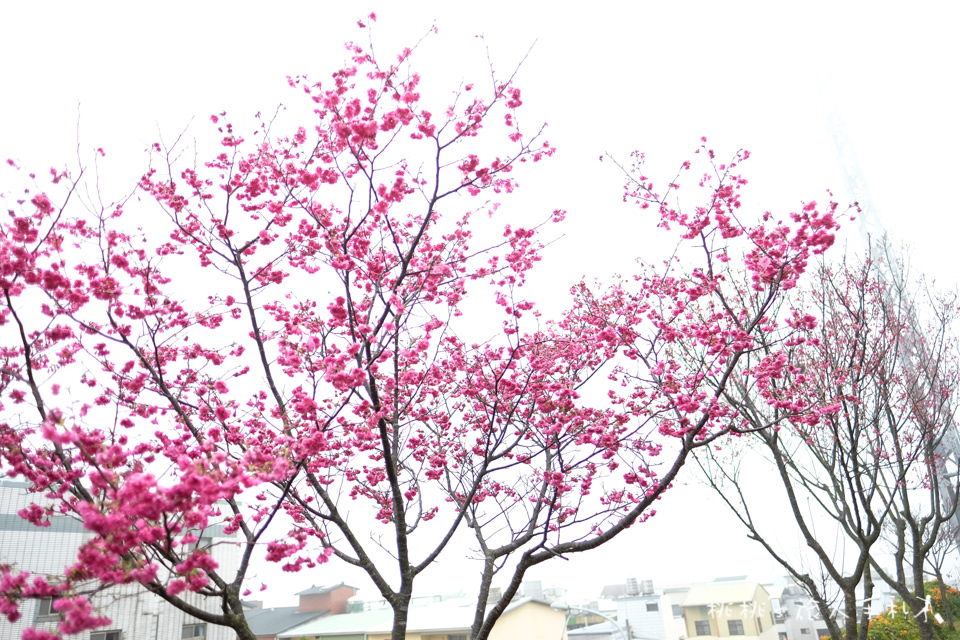 苗栗景點》銅鑼炮仗花海公園&櫻花隧道│環保公園2018最新花況
