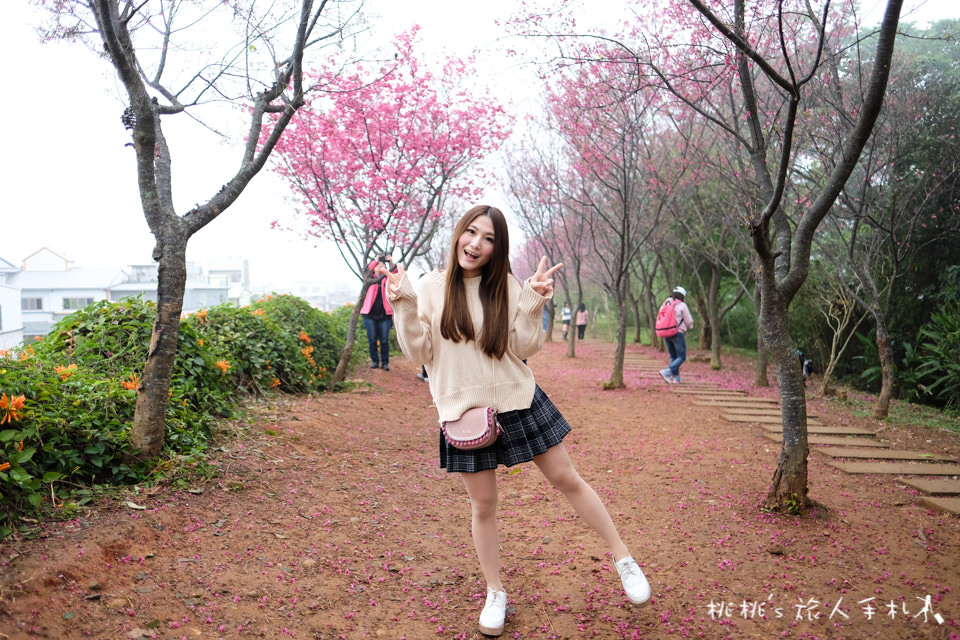 苗栗景點》銅鑼炮仗花海公園&櫻花隧道│環保公園2018最新花況