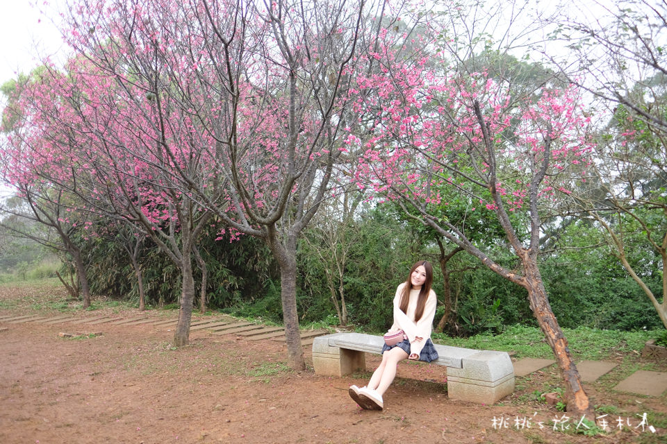 苗栗景點》銅鑼炮仗花海公園&櫻花隧道│環保公園2018最新花況
