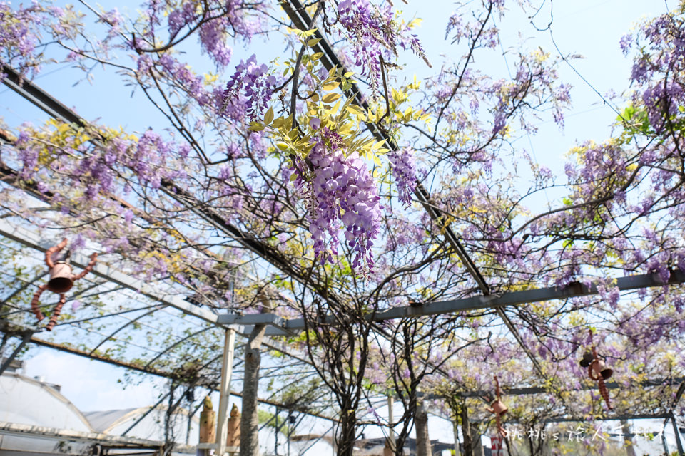 2018台北花卉村紫藤花季，現正綻放中！最新花況分享