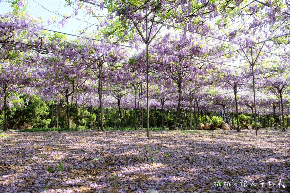 2018淡水紫藤咖啡園二店 水源園區│花況滿開 賞花正是時候！