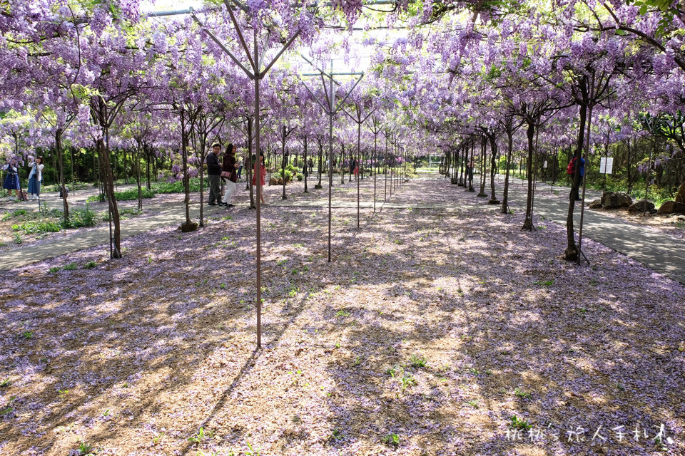 2018淡水紫藤咖啡園二店 水源園區│花況滿開 賞花正是時候！